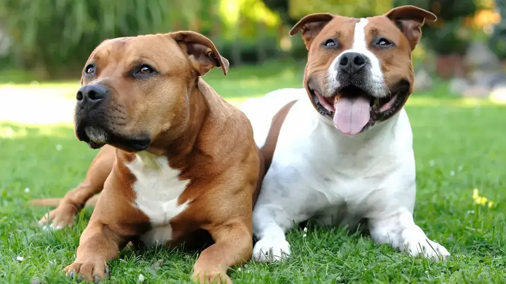 Cachorros que parecem pitbull, mas não são